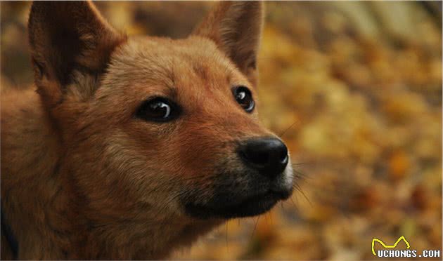 汗王犬—长白山区最土著的优秀猎犬，因跟随努尔哈赤而成名
