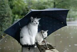 小心！暴雨后你的宠物可能患上这几种病