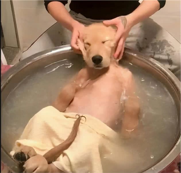 狗狗这7种情况不能洗澡，铲屎官要注意了