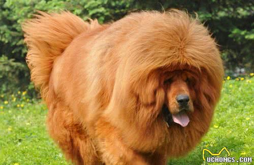 体型巨大傻傻分不清的狗子：凶猛的藏獒和甜美的纽芬兰犬