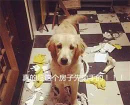 金毛这么多优点，为什么很多人不想再养了？原因有这5点