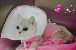 关于猫狗绝育的相关知识，您了解多少