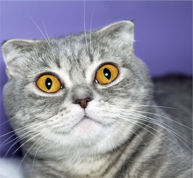 美国卷耳猫的特点有哪些及任何梳理