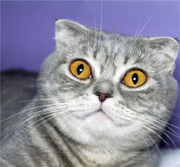 美国卷耳猫的特点有哪些及任何梳理
