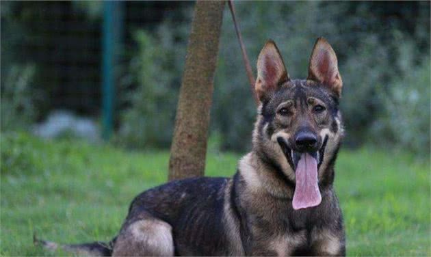 我国自行培育的优良犬种：昆明犬