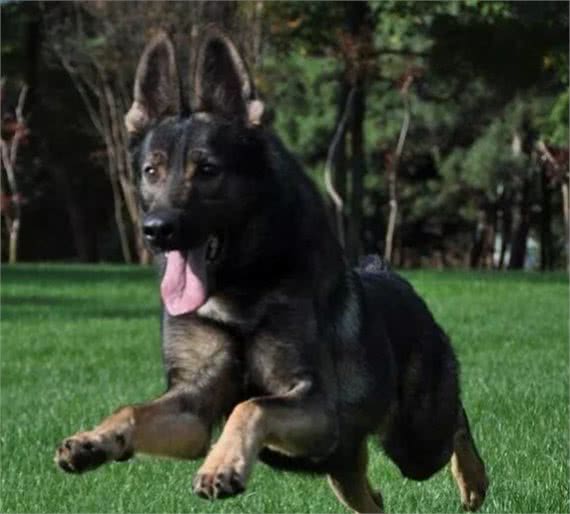 我国自行培育的优良犬种：昆明犬