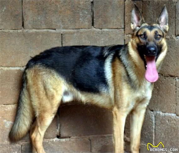 我国自行培育的优良犬种：昆明犬