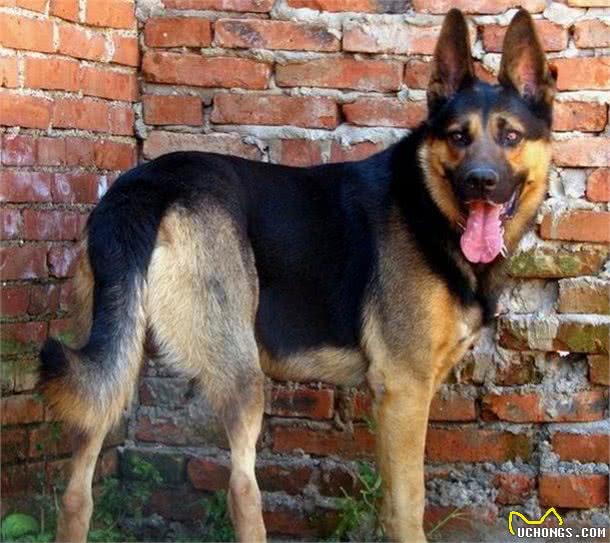 我国自行培育的优良犬种：昆明犬