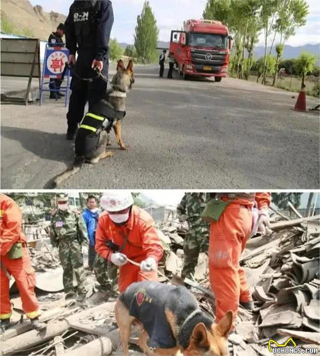我国自行培育的优良犬种：昆明犬