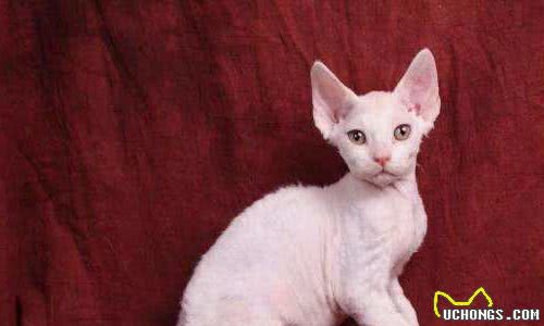 柯尼斯卷毛猫，德文卷毛猫，你能傻傻分辨出来吗？?