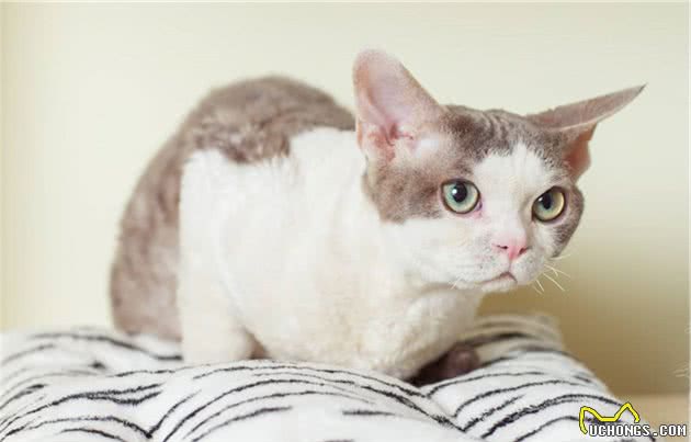 柯尼斯卷毛猫，德文卷毛猫，你能傻傻分辨出来吗？?