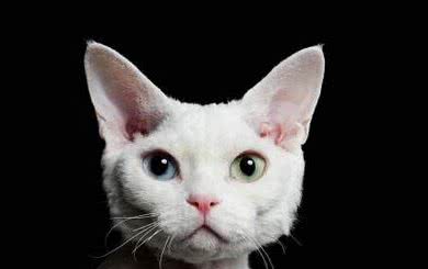 柯尼斯卷毛猫，德文卷毛猫，你能傻傻分辨出来吗？?