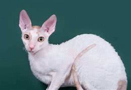 柯尼斯卷毛猫，德文卷毛猫，你能傻傻分辨出来吗？?