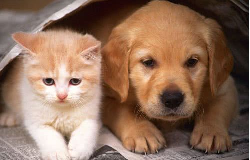 养狗又养猫，好处多还是坏处多？
