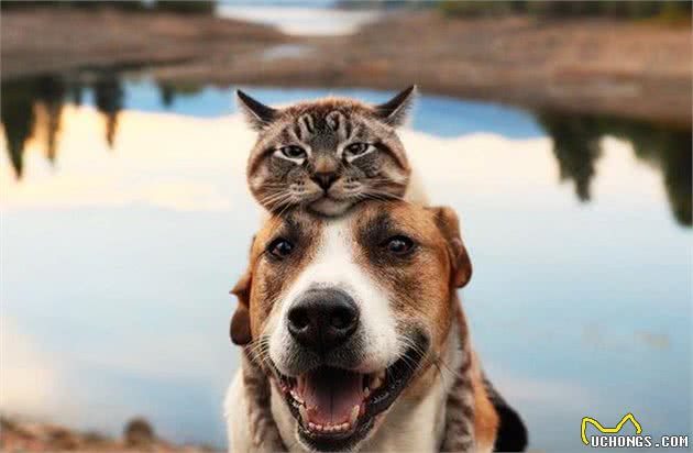 养狗又养猫，好处多还是坏处多？