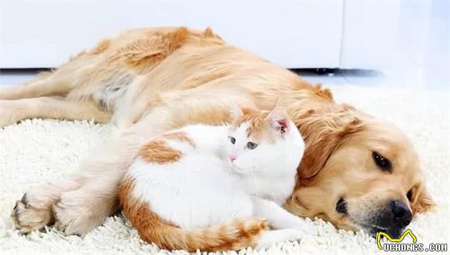 养狗又养猫，好处多还是坏处多？