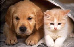 养狗又养猫，好处多还是坏处多？