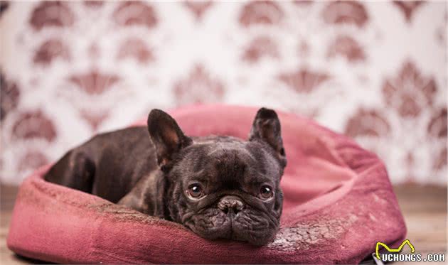 对法国斗牛犬来说，它“最害怕”的不是打针，而是这5件事