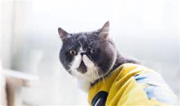 加菲猫向你“示好”的行为，越频繁，说明越爱你