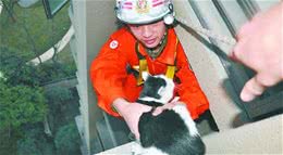 猫咪被困树上五小时，没等来救助，只能凭实力上演“猛虎下山”