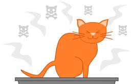 猫咪有胃肠道疾病，要注意进行营养管理！一文带你了解注意事项