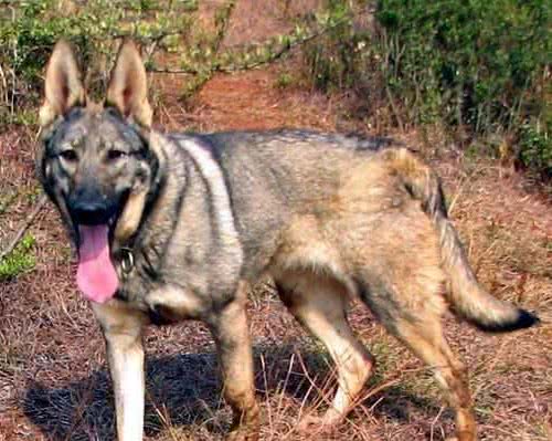 昆明犬是什么犬？为何被称为中国狼犬？是因为和狼相似吗？
