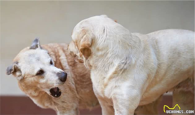 什么是犬脱敏和反调节训练？这两项在宠物训练中起到了什么作用