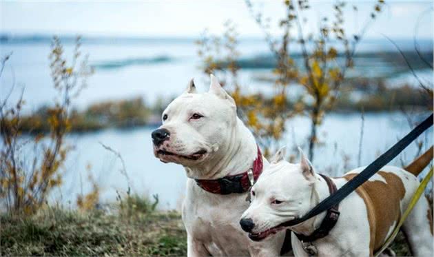 什么是犬脱敏和反调节训练？这两项在宠物训练中起到了什么作用