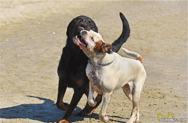 什么是犬脱敏和反调节训练？这两项在宠物训练中起到了什么作用