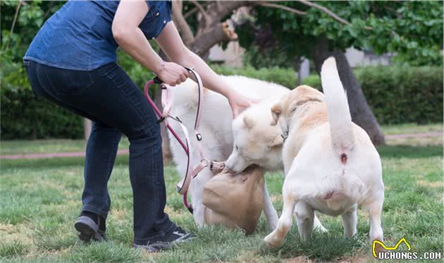 什么是犬脱敏和反调节训练？这两项在宠物训练中起到了什么作用