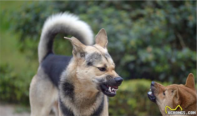 什么是犬脱敏和反调节训练？这两项在宠物训练中起到了什么作用