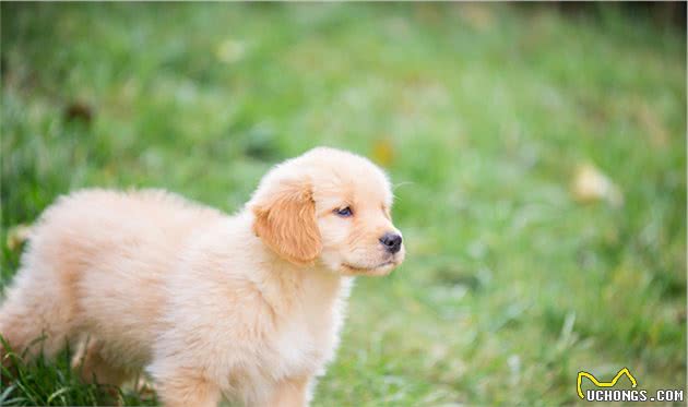 什么是犬脱敏和反调节训练？这两项在宠物训练中起到了什么作用