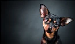 狗能吃什么水果，什么是绝对不能吃的