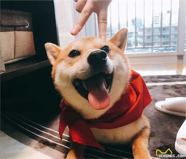 狗狗为何总爱盯着你看，这几个原因让主人哭笑不得