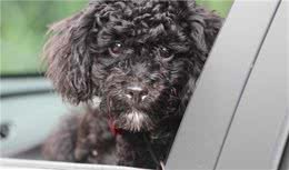 狗狗毛发不好怎么办？