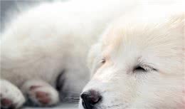 狗狗缺钙怎么科学补钙