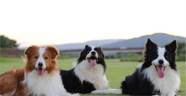 世界犬类智商排名，位居前5名的狗，有你家爱犬吗？