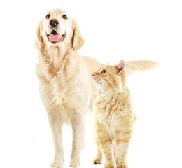 什么是犬猫的钙和甲状旁腺功能紊乱？如何应对？一文告诉你