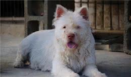 中华名犬下司犬，让你想养又不敢养的原因