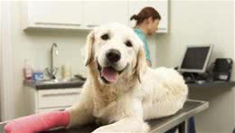 狗狗突然“腿瘸了”？先别急，这些原因占大多数