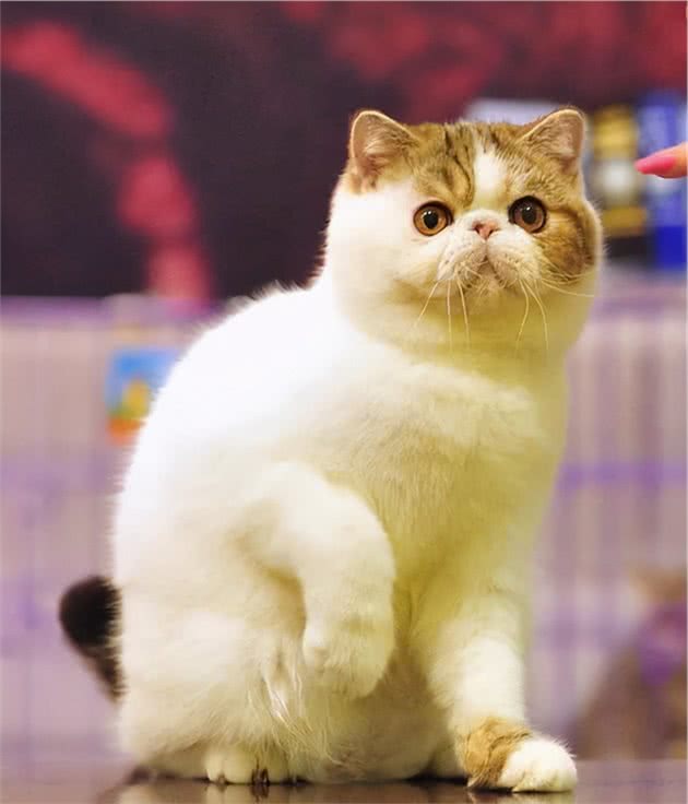 最容易“生病”的几种猫咪，它们是医院的常客