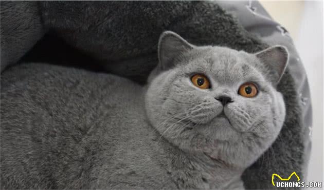 最容易“生病”的几种猫咪，它们是医院的常客