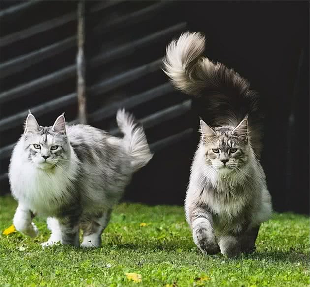 看似凶狠，实则蠢萌的要命，“温柔的巨人”—缅因猫