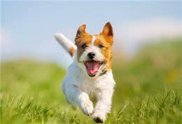 养狗得正确方法，你知道哪些？