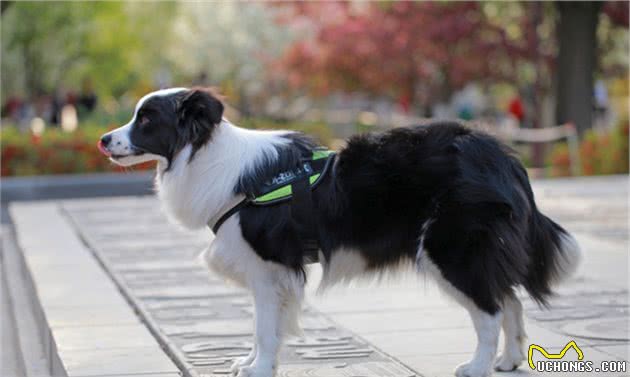 自从养了边境牧羊犬，对其他狗就不感兴趣了