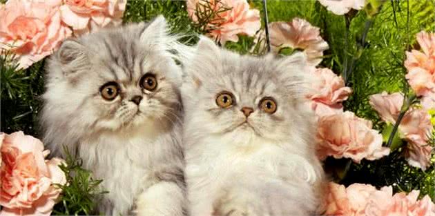 波斯猫品种高贵长相美丽，却娇气难养，主人应该注意这些