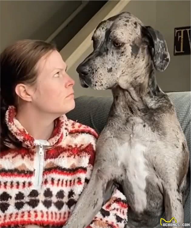 巨型犬在外勇猛威武，一剪指甲立刻怂了：主人你爱我吗？