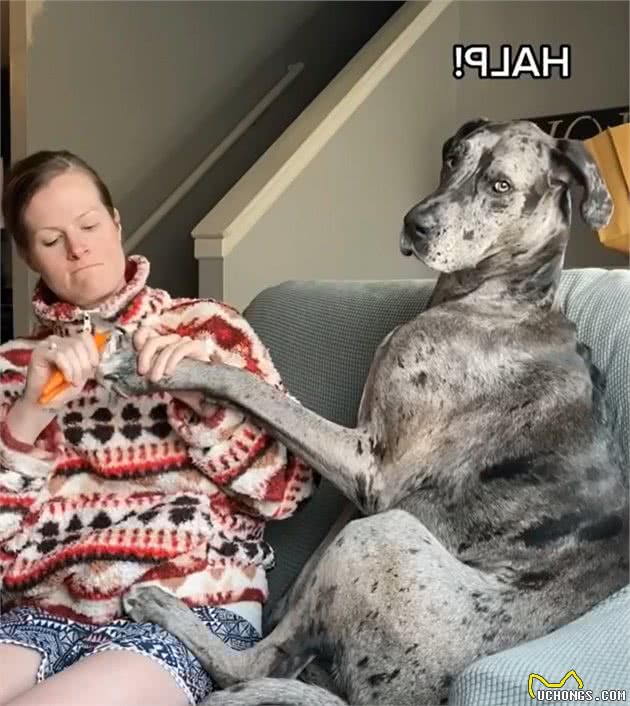 巨型犬在外勇猛威武，一剪指甲立刻怂了：主人你爱我吗？