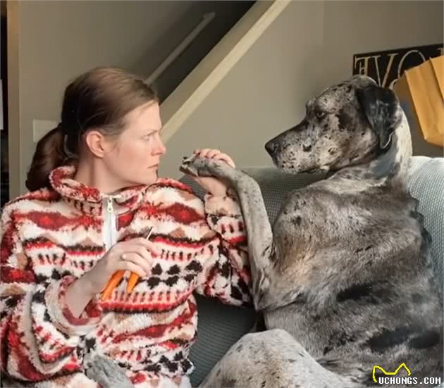 巨型犬在外勇猛威武，一剪指甲立刻怂了：主人你爱我吗？