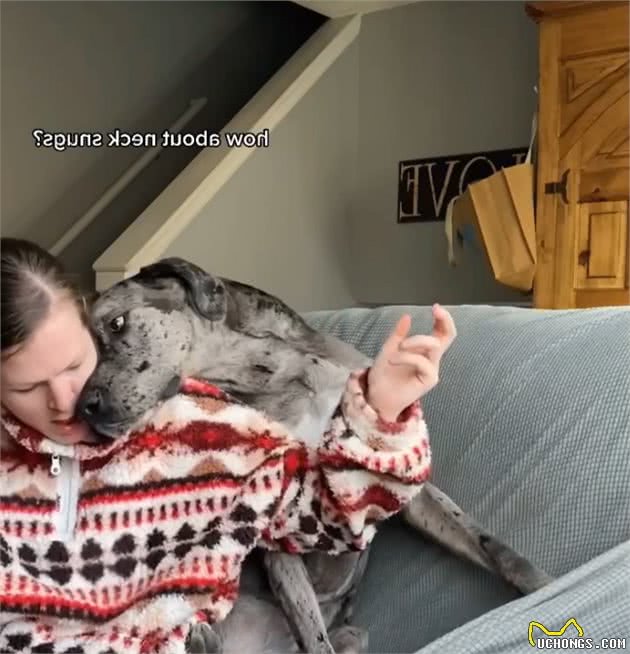 巨型犬在外勇猛威武，一剪指甲立刻怂了：主人你爱我吗？